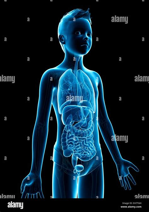 boy body pic|1,668 Boy Anatomy Stock Photos & High.